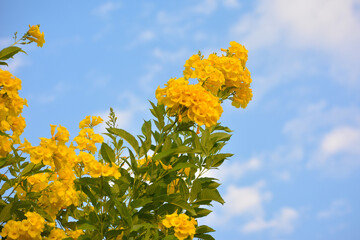 Wall Mural - Bright yellow flowers with blue sky
