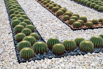 Wall Mural - Cactus and desert plants in the park.