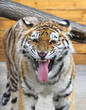 A young Bengal tigress growls furiously. A beautiful wild animal.
