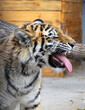The Bengal tigress growled in rage. Side view