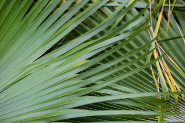 Wall Mural - Palm Leaves, large palm foliage abstract nature green background. Close up view of Palm tree leaves. Tropical forest natural, green pattern