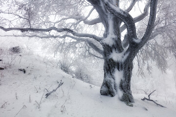 Wall Mural - Winter forest with trees covered snow