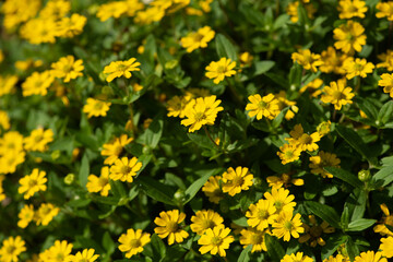  yellow flowers blossom in the garden