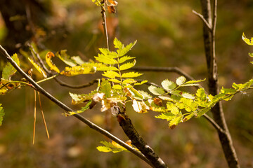 Wall Mural - yellow leaf on tree in autumn forest