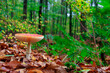 close up of red mushroom in autumn forest
