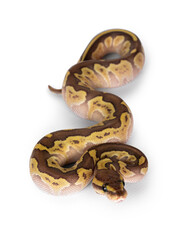 Leinwandbilder - Lesser Pastel baby ballpython on white
