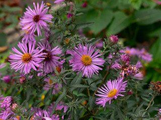 Sticker - pink and yellow flowers