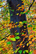 Tree trunk close-up with colorful autumn leaves