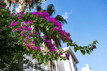Bougainvillea Branches Blooming Purple Flowers On Blurred Background Of Palm Trees And Blue Sky Backdrop. Woody Vine Or Shrub Of The Bougainvillea Spectabilis On Alanya Street (Turkey)