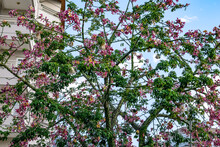 Crown Of The Ceiba Speciosa Tree With Large Pink Flowers, Cotton Or Silk Fruits, Green Foliage And Large Prickles On The Branches. Ornamental Exotic Plant From South America On Alanya Street (Turkey)