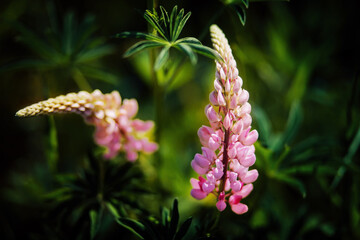 Two delicate pink lupine flowers bloom on a sunny summer day among dark green bushes.