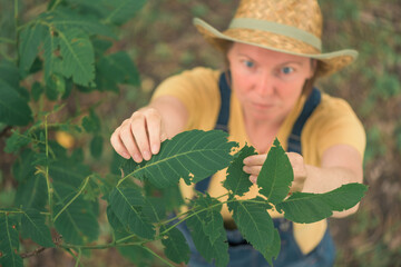 Wall Mural - Female farmer examining walnut tree branches and leaves for common pest and diseases