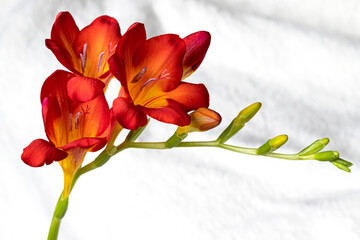 Wall Mural - Blooming freesia. Red and yellow. Copy space
