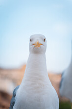 Vertical Shot Of A Seagull With Clear Blue Sky On The Background