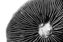 Cubensis Magic Mushrooms Black Spores