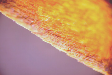 Wall Mural - Colorful butterfly wings through a microscope