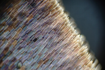 Wall Mural - Colorful butterfly wings through a microscope