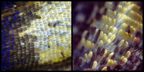 Wall Mural - Colorful butterfly wings through a microscope