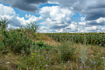 Wall Mural - 
wildflowers / poppies, cornflowers, nature, landscape in the field in summer, sweet cherry