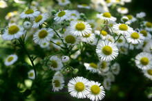 White Daisies In A Bush On A Green Background. A Daisy With White Flower Petals And A Yellow Center On The Stem Of A Plant, With Several Unopened Buds.