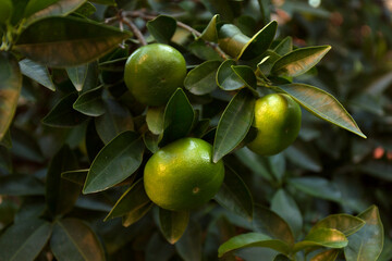 Green sweet tangerines tree. Citrus green branch background. Mandarin leaves.