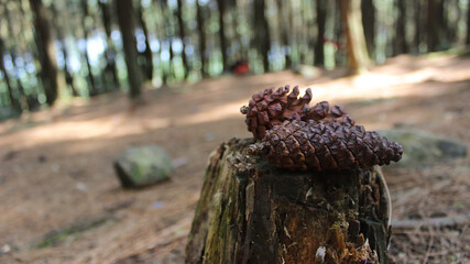 Two pine cones on top of a dead tree 