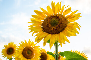 Wall Mural - 
Sunflowers, sunny mood, summer day