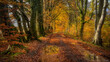 Autumn Colours on a country lane near Balfron in Scotland