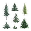 Watercolor vector set with green fir trees.