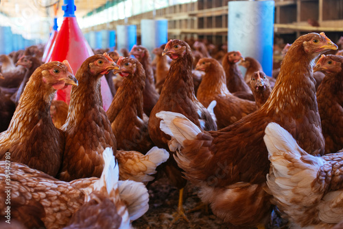 Fotografía young cocks in organic chicken coop, happy hens without animal abuse