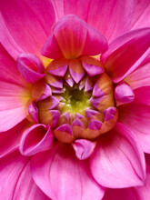 Bright Pink Flower Macro Shot