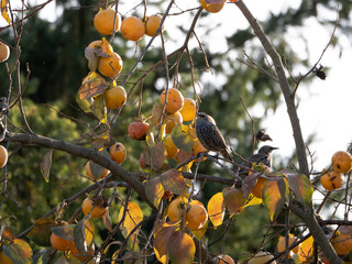 Wall Mural - starling bird on persimmon fruit tree and leaves in autumn