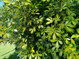 Foliage Dwarf umbrella tree texture