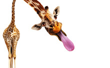 Funny Photo Of Giraffe Stick Out Longue Tongue Isolated On White