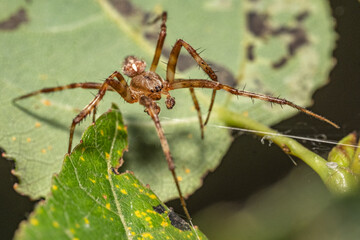 spider on a leaf