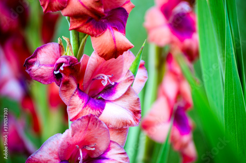 Fotografía gladioli in bloom close up