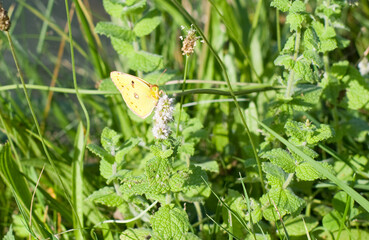 Wall Mural - Papillon jaune