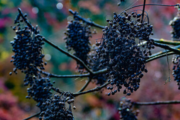  wax tree fruits