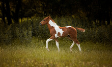 Adorable Paint Horse Foal Portrait Standing In High Green Grass