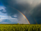 Fototapeta Tęcza - A double bright colorful rainbow in front of gloomy ominous clouds above an agricultural field planted with sunlit wheat during a summer evening