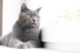 Fototapeta Koty - A grey cat is lying on the windowsill. British cat. Article about Pets. Copy space. Window sill advertising.