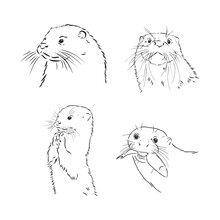 Hand Drawn Sketch Of A Smooth Coated Otter Or Aonyx Cinerea Or Asian Small Clawed Otter, Otter Animal Vector Sketch Illustration