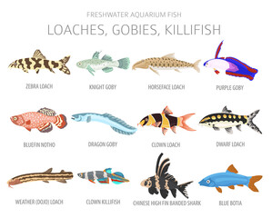 Wall Mural - Loaches, gobies, killfish. Freshwater aquarium fish icon set flat style isolated on white