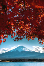 Scenic View Of Mount Fuji With Maple Tree In Foreground