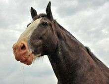 Clydesdale Horse Portrait After A Drink On A Cloud Covered Summer Day