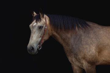  lovely brown horse with black mane portrait on black background with western bridle 