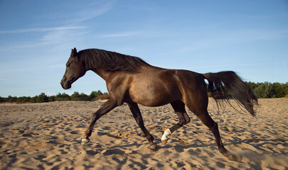 beautiful brown Arabian horse running on sand dune 