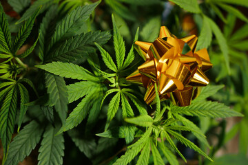 Cannabis leaf texture. Golden bow. Marijuana celebration 