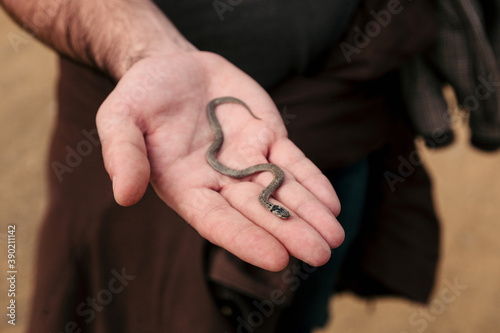Fotografía Male hand with a little snake