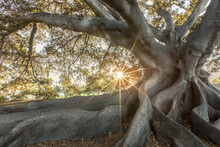 Giant Fig Tree, Santa Barbara